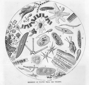 Sediment of water from the River Thames, mid 19th century