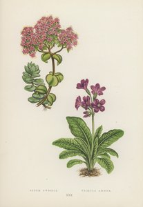 Sedum Ewersii; Primula Amoena