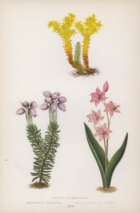 Sedum Sexangulare; Menziesia Caerulea; Scilla Bifolia Rubra