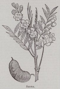 Senna (engraving) by English School