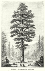 Sequoia Gigantea by English School