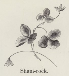 Shamrock