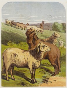 Sheep