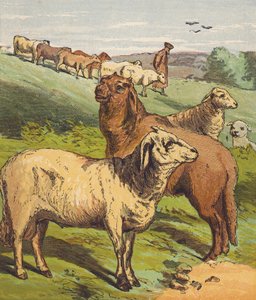 Sheep