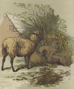 Sheep