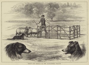 Sheep Dog Trials at the Alexandra Palace by English School