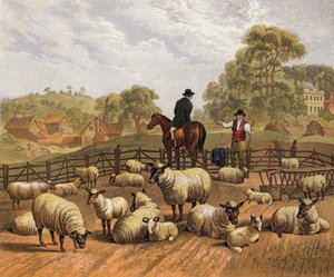 Sheep farming by English School