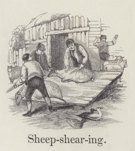 Sheep Shearing by English School