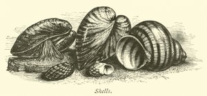 Shells by English School