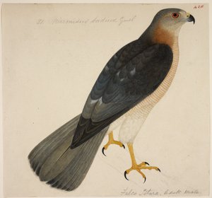 Shikra, or Accipiter Badius by English School