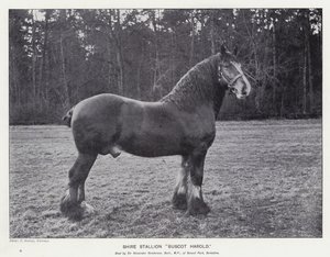 Shire Stallion 