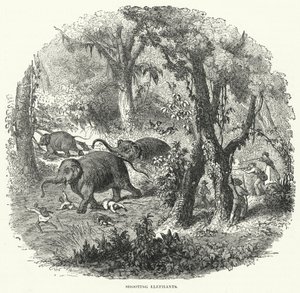 Shooting Elephants by English School