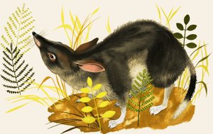 Shrew