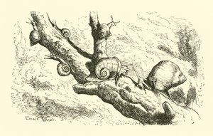Six Little Snails by English School