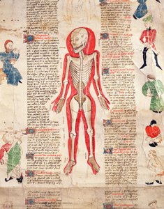 Skeleton, from De arte phisicali e de cirugia by John Ardene, 1412
