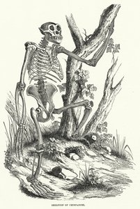 Skeleton of Chimpanzee