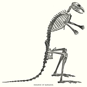 Skeleton of Kangaroo by English School