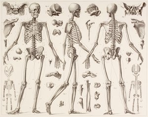 Skeleton of a fully grown human, after a 19th century print by English School