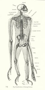 Skeleton of Orangutang by English School