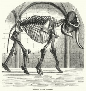 Skeleton of the Elephant