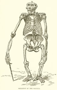 Skeleton of the Gorilla