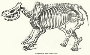 Skeleton of the Rhinoceros by English School