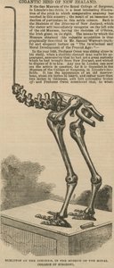 Skeleton of the dinornis, a gigantic bird of New Zealand by English School