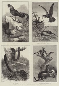 Sketches in the Natural History Museum, South Kensington by English School