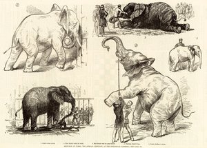 Sketches of Jumbo, the African elephant, at the Zoological Gardens by English School