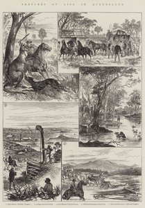 Sketches of Life in Queensland by English School