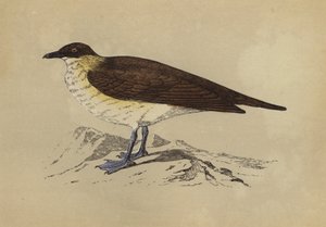 Skua by English School