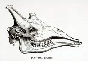 Skull of a Giraffe by English School