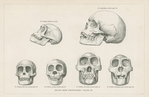 Skulls from photographs