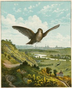 Skylark by English School