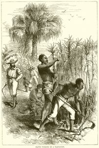 Slaves working on a plantation by English School