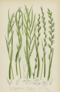 Slender False Brome Grass, Heath False Brome Grass, Perennial Rye Grass, Bearded Rye Grass
