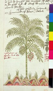Date palm from 