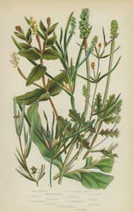 Small Pondweed, Grassy Pondweed, Sharp-Leaved Pondweed, Grass-Wrack-Like Pondweed, Curly Pondweed