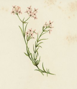 Small Woodruff, Asperula Cynanchica by English School