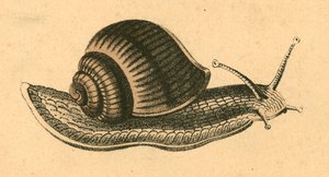 Snail by English School