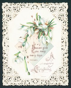Snowdrops