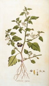 Nightshade, illustration from Flowers of London by William Curtis, published 1777-98