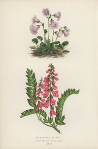 Soldanella Alpina; Hedysarum Obscurum