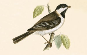 Sombre Tit, illustration from 