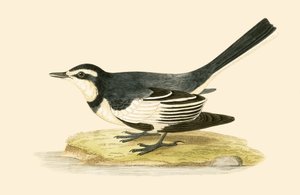 Sombre Wagtail