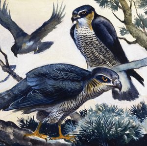 Sparrowhawks
