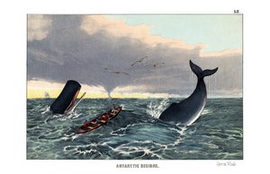 Sperm Whale