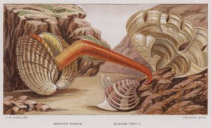 Spinous Cockle, Banded Venus by English School