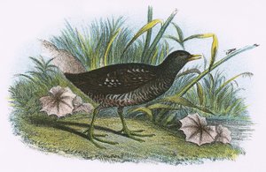 Spotted Crake by English School