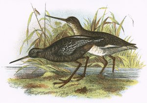 Spotted Redshank